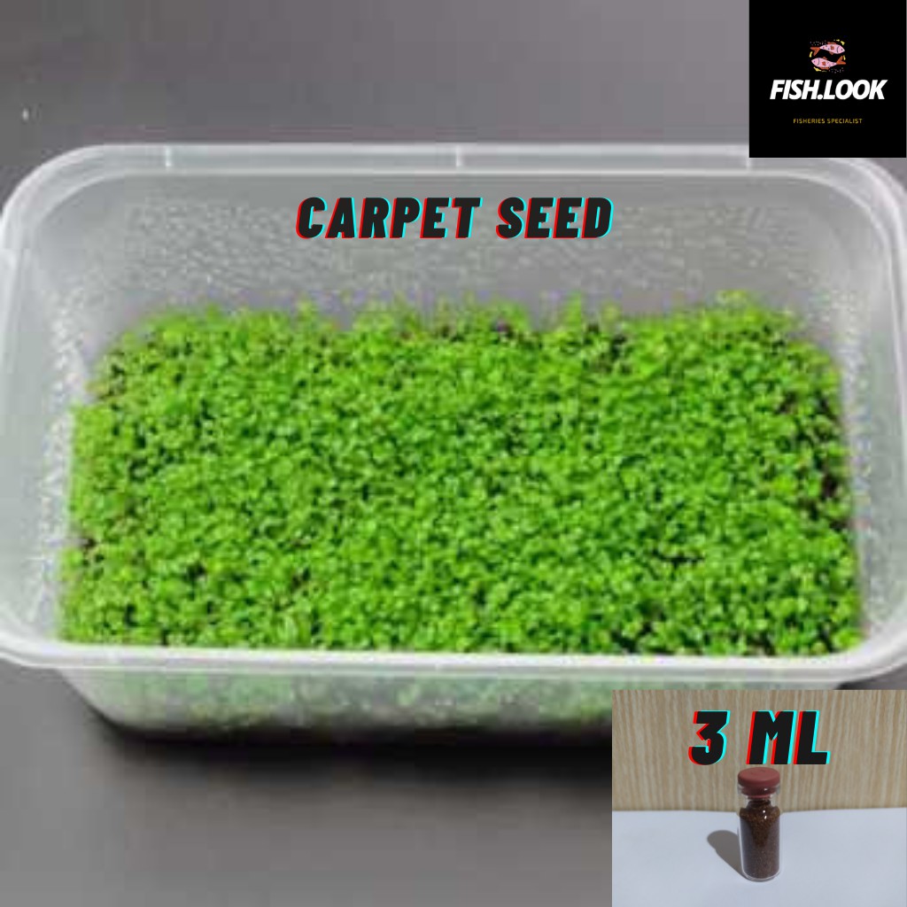 Carpet Seed Big - Small Leaf Bibit Benih Tanaman Air / Aquascape