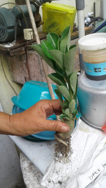 ((newww!!)) Paket 7 Bibit Bunga Tumpuk Adenium - Bibit Kamboja Jepang