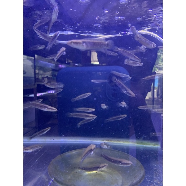 Channa Blue Pulchra 5-6 cm