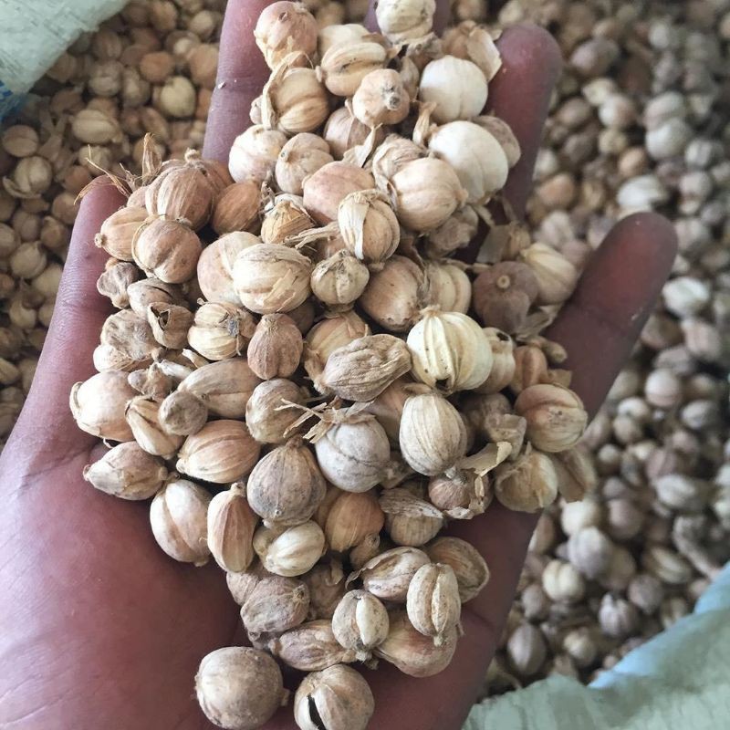 

Kapulaga Organik Premium 100 gram / Kapulaga premium JSR