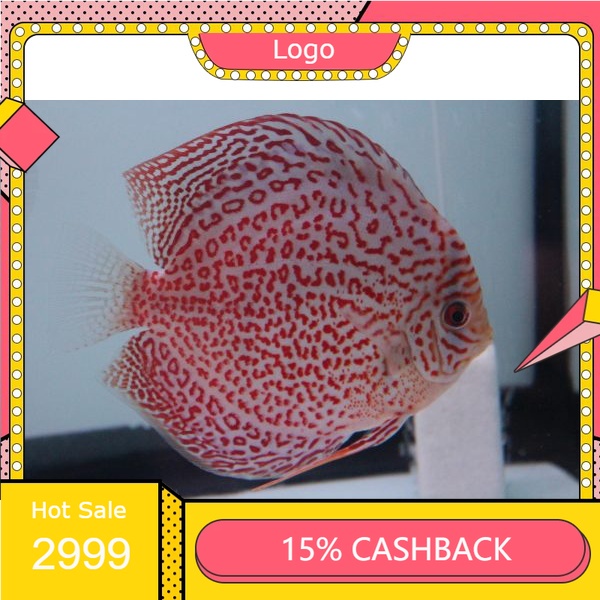 Discus  Ring Leopard ( Ikan )