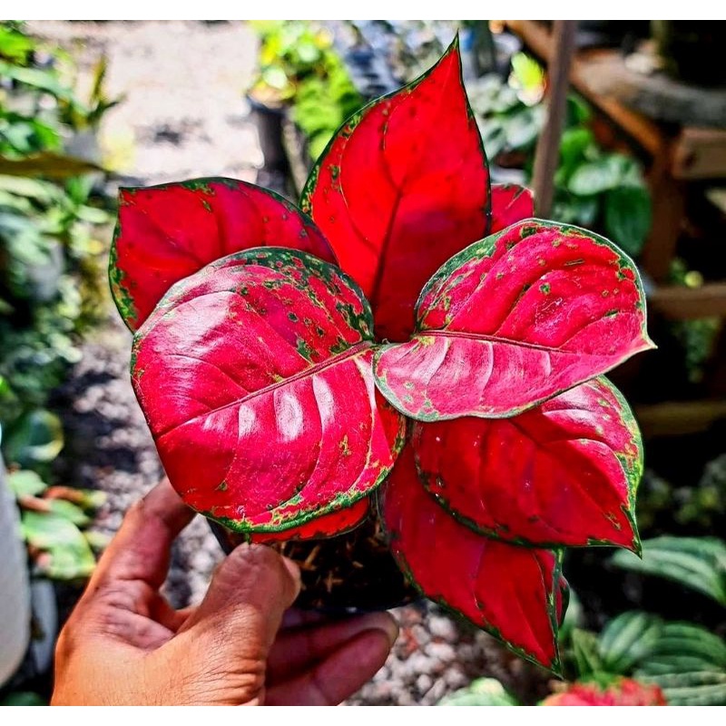 Aglonema Red Anjamani Daun Mangkok - Tanaman Hias Aglonema Red Anjamani Remaja