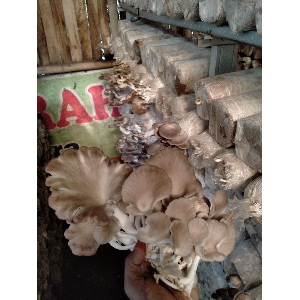 bibit jamur tiram coklat f2