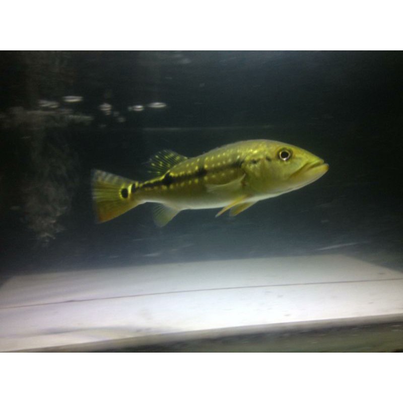 pbass blue azul 20cm-+