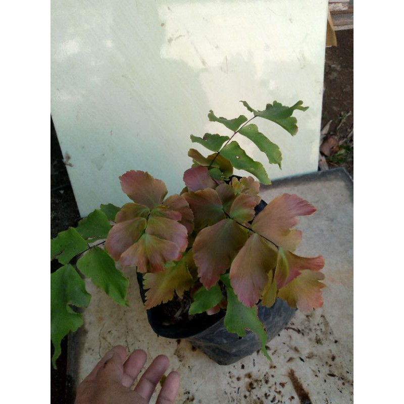 Tanaman Hias Suplir Kupu-kupu Cantik