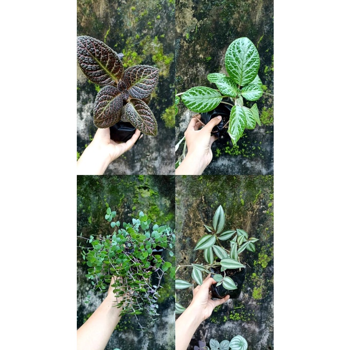 Tanaman gantung, episcia green, episcia red, kribo ungu, zabrina