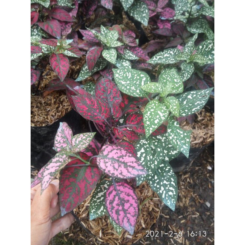 Hipoestes Polkadot Mix (Merah, Pink, Putih)