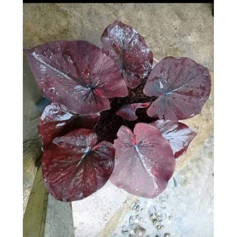 Caladium Hybrid H03 / KeladiChocolatos / Keladi hias