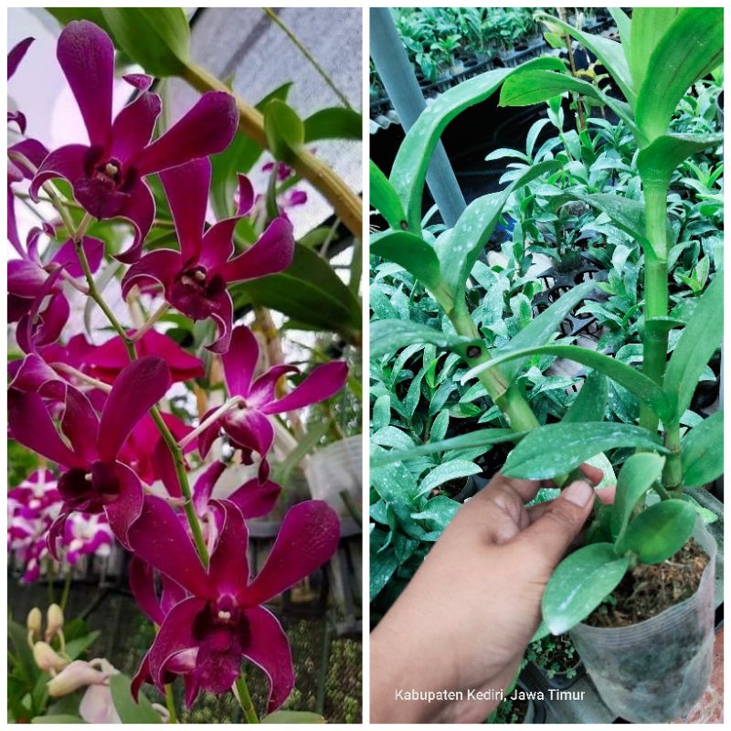 dendrobium Caesar red besar