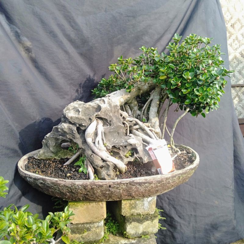 Bonsai Beringin Dollar Mikro Beringin Dolar micro Beringin Dollar Mangkok Batang besar daun Rimbun B