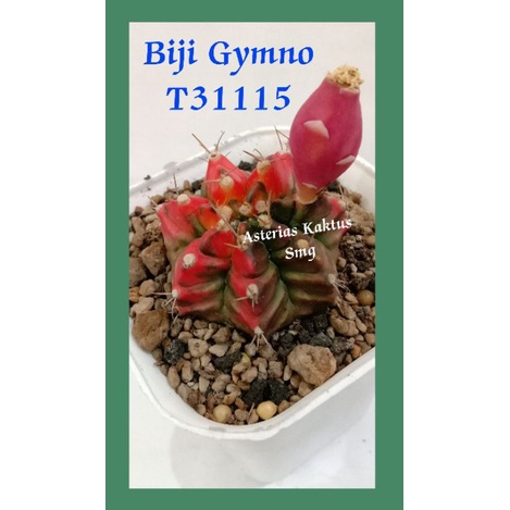 MURAH Biji Kaktus Gymno Gymnocalycium T31115