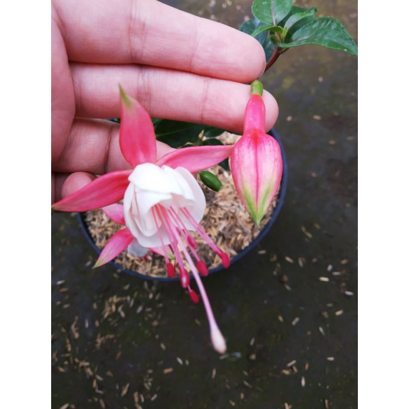 tanaman hias bunga gantung lampion (merah-putih) / bunga lampion (merah-putih) / bunga anting-anting