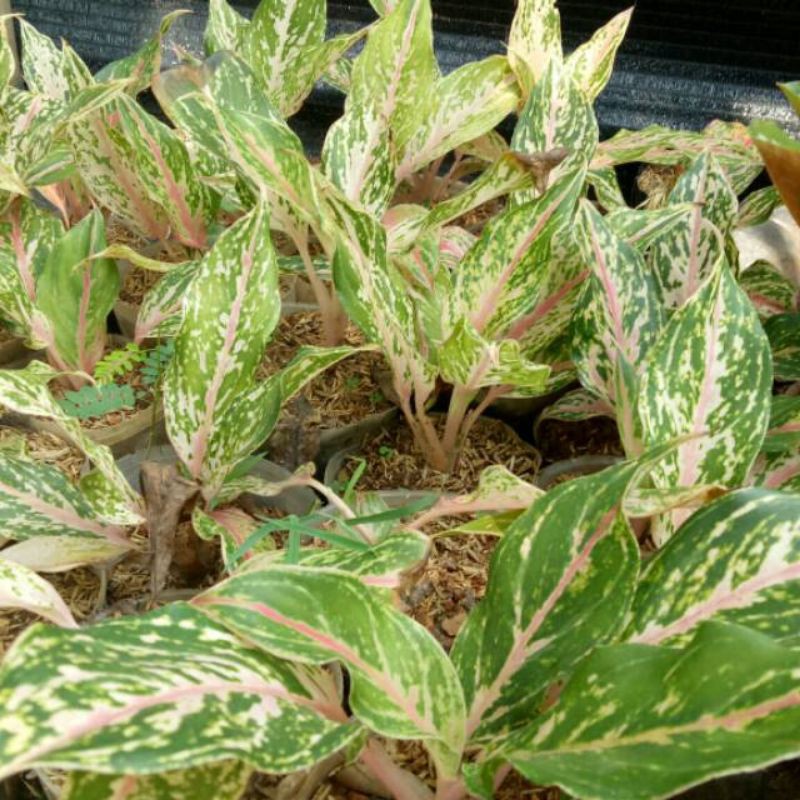 Tanaman hias aglonema lipstik putih