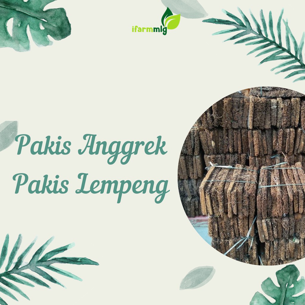 Pakis Anggrek - Pakis Lempeng Anggrek - Media Tanam Pakis Anggrek - Media Tempel Anggrek