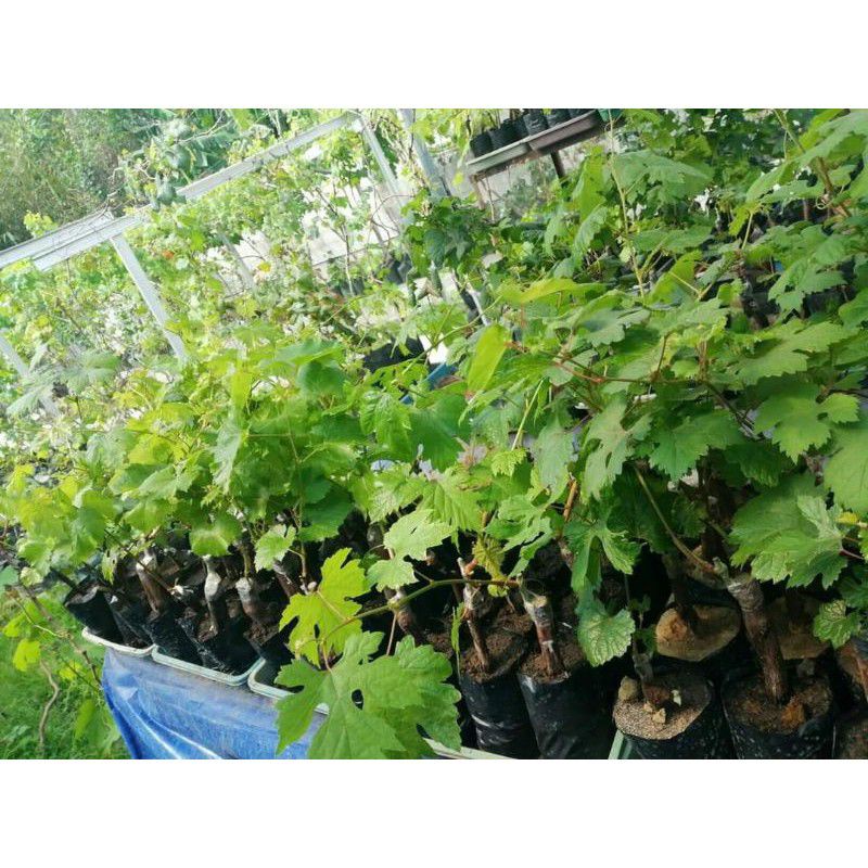 BIBIT ANGGUR IMPORT TALDUN VALID