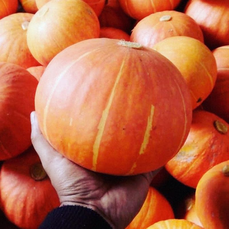 

Kabocha kuning/ Labu jepang kuning
