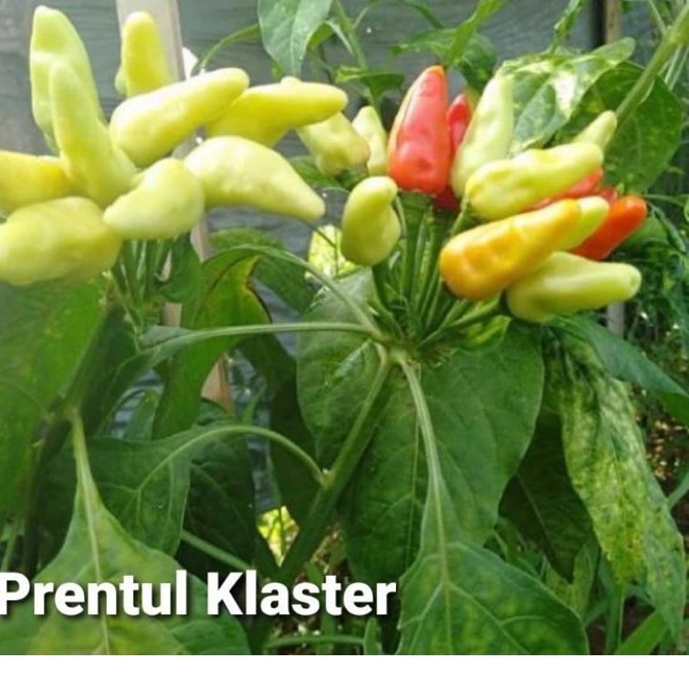 NEW ✅ Isi 10gr Benih Cabe Rawit PRENTUL KLER Buah Berangkai Laris
