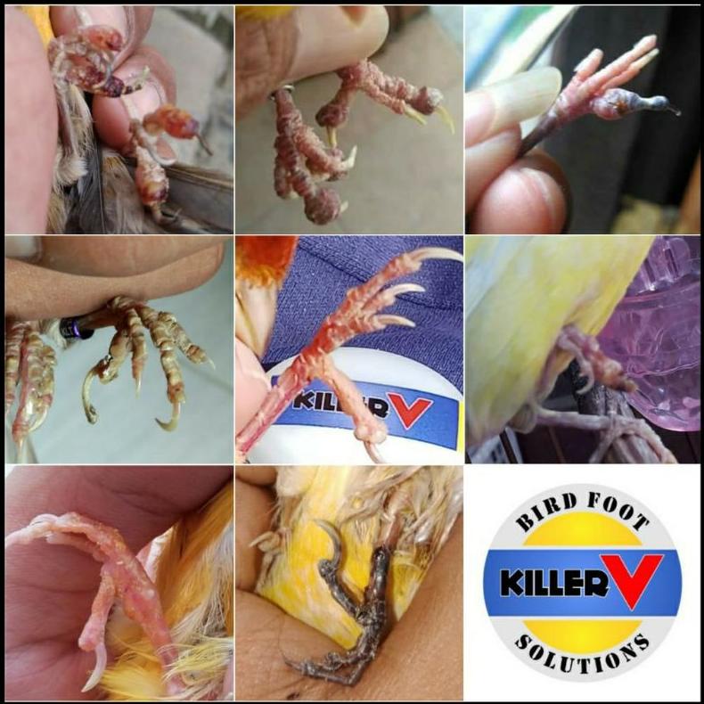 Killer V Salep Killer V Salep Ampuh Untuk Kaki Burung Kenari