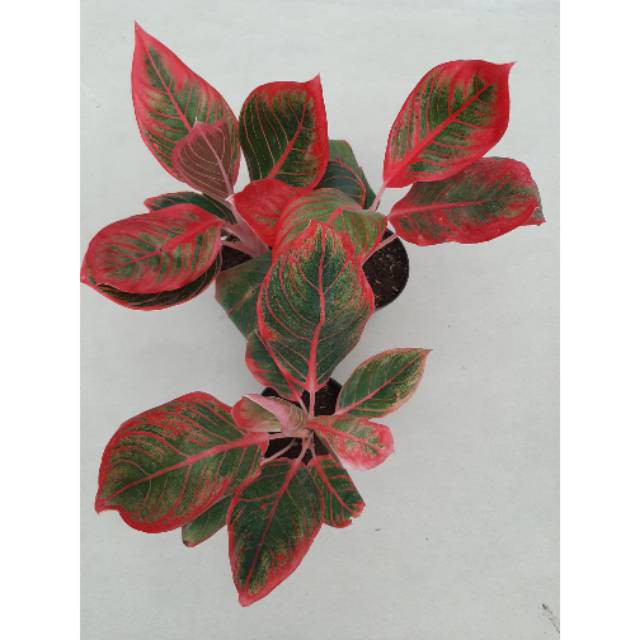 AGLAONEMA / AGLONEMA LIPSTIK KHANZA MURMER