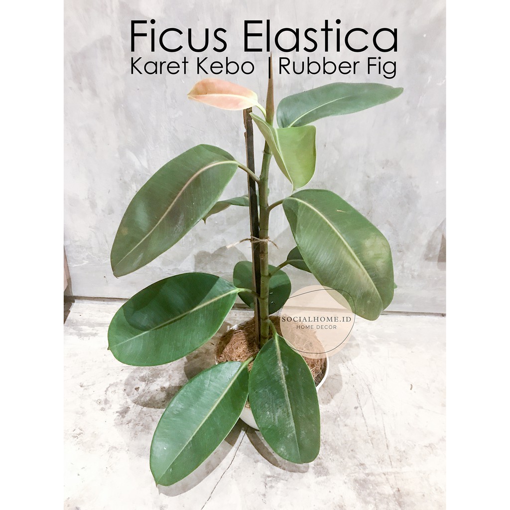 Pohon Karet Kebo / Rubber Plant / Ficus Elastica