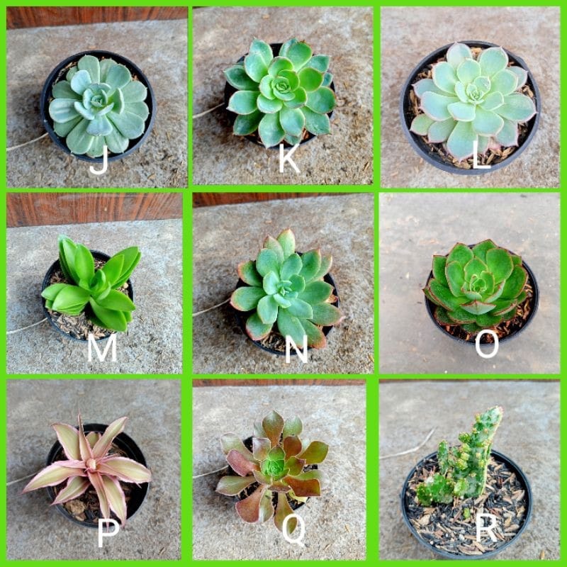 Tanaman Hias Kaktus Sukulen/Succulent Ukuran Mini Okulasi