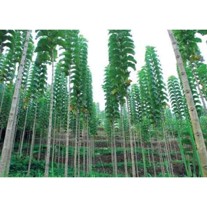 @_@ 5 ONS BENIH BIJI JATI HIBRIDA SOLOMON AN2