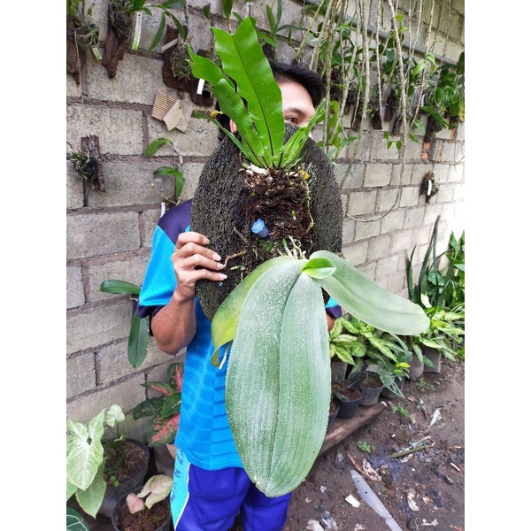 Phalaenopsis Gigantea/ Siraja Phalaenopsis