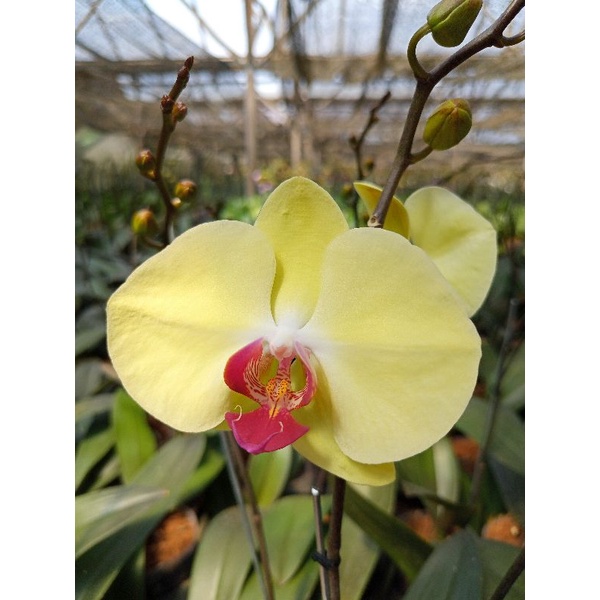 anggrek bulan grade B kuning lidah merah B kuning muda phalaenopsis hybrid bunga besar kondisi knop mekar