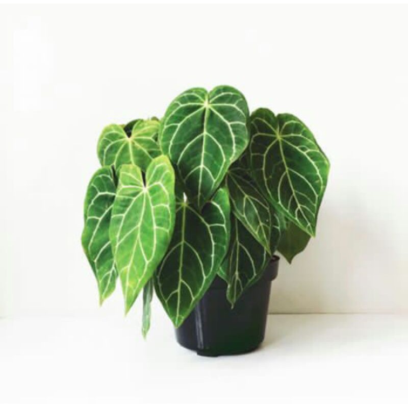 tanaman hias kuping gajah - bibit tanaman hias kuping gajah - kuping gajah