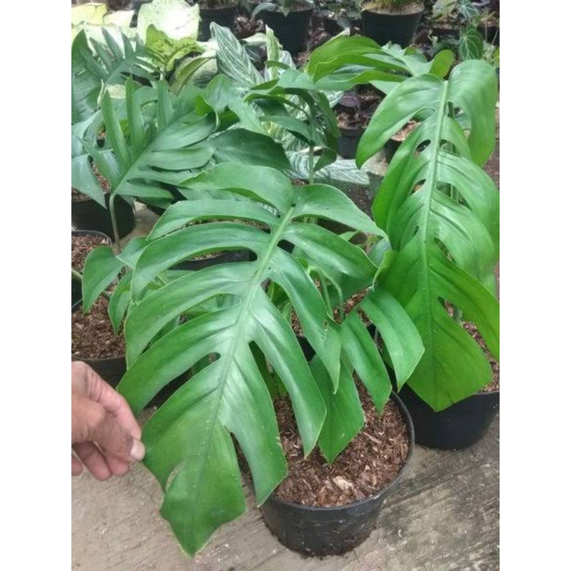 Bibit Super Monstera Epipremnum Pinatum ekor naga LUAR Bibit Super Monstera Epipremnum Pinatum ekor naga LUAR