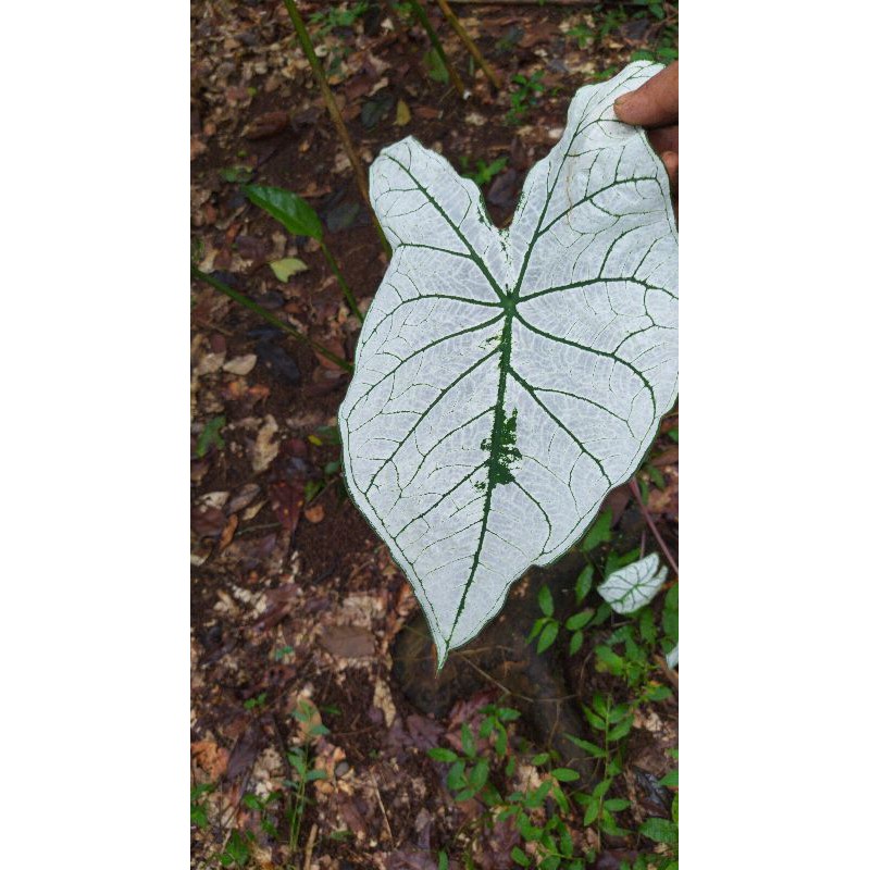 

Keladi putih hias