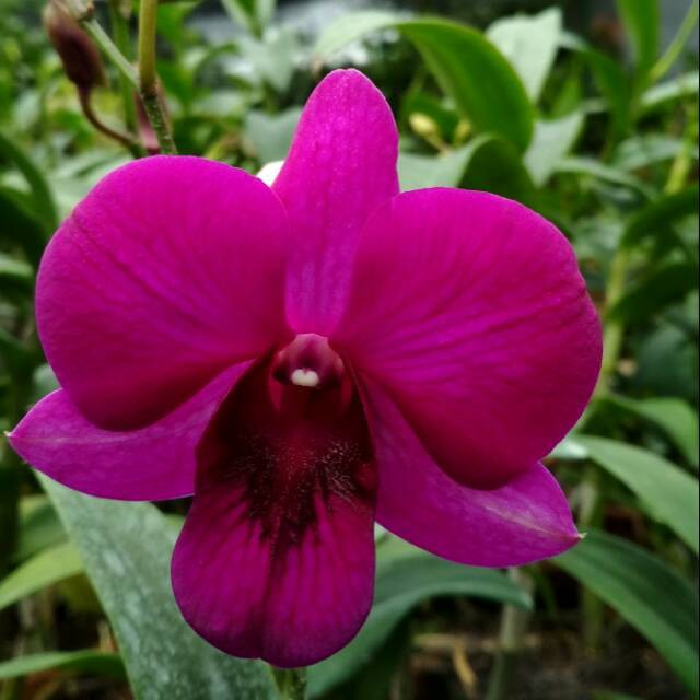 DendroBium Big Red Dewasa / Spike