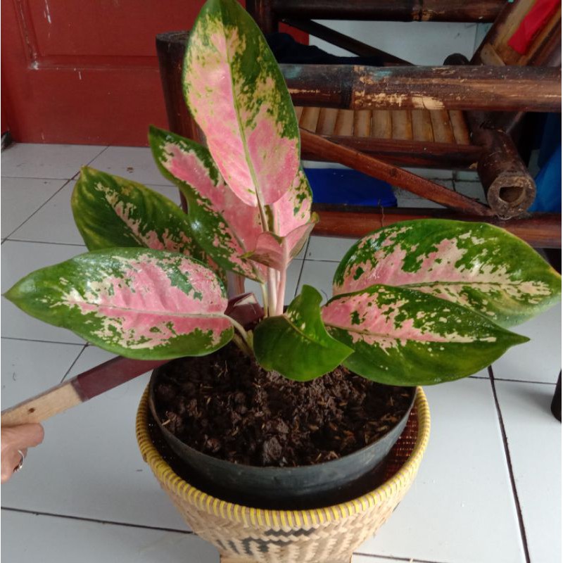 Aglonema Kochin Daun 10 Besar