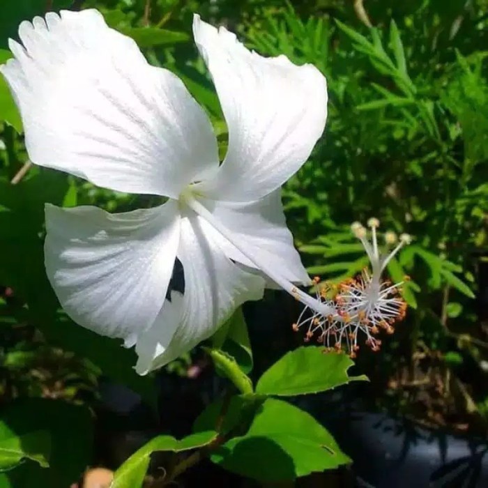 Tanaman Hias Kembang Sepatu Bunga Putih / Tanaman Hias / Kembang