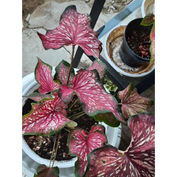Caladium Worton