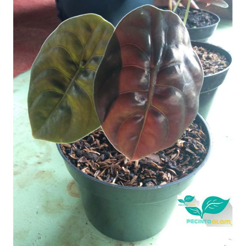 Bibit tanaman hias keladi tengkorak/Keladi tengkorak-Tanaman langka