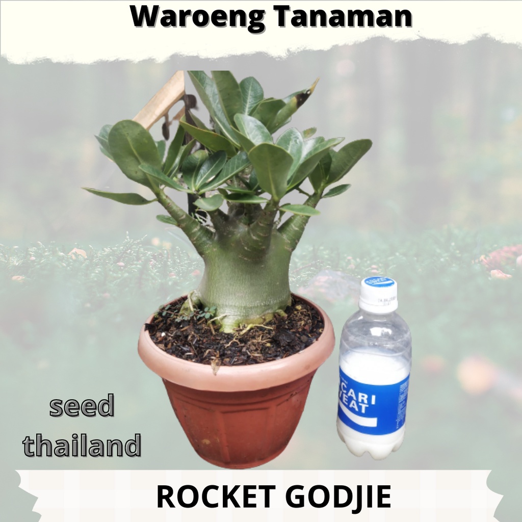 Adenium Arabikum - Adenium Kamboja - Adenium Jepang - Kamboja Jepang -Adenium Import - Adenium gemuk