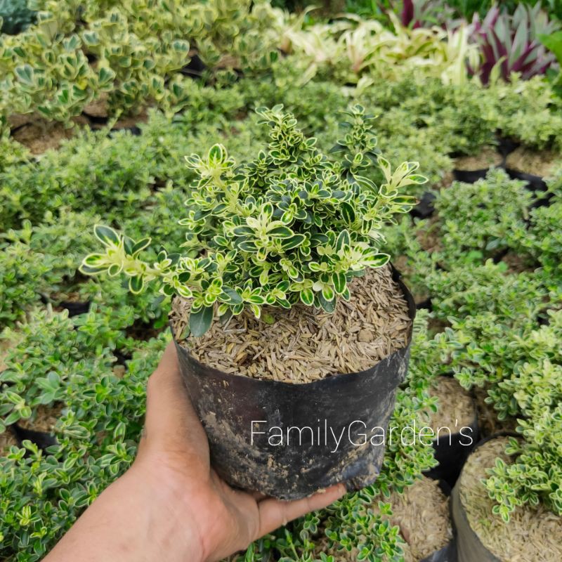 Tanaman Hias Mirten Varigata / Mirten Varigata ( Bahan Bonsai )