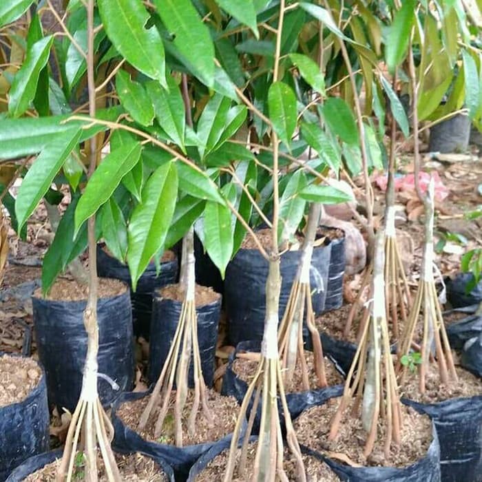 Bibit tanaman buah durian musangking kaki 10..