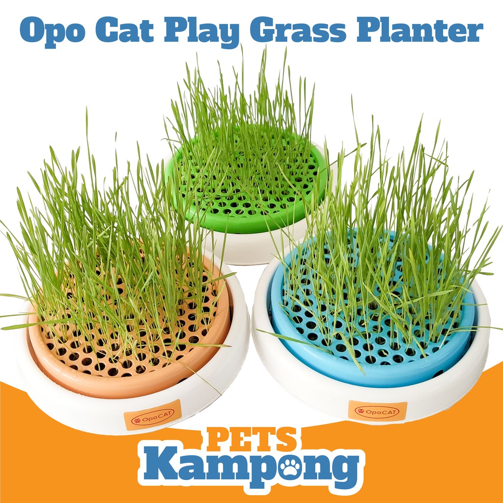 Opo Cat Cat Grass Planter Tempat tanam Rumput Kucing  Shopee 