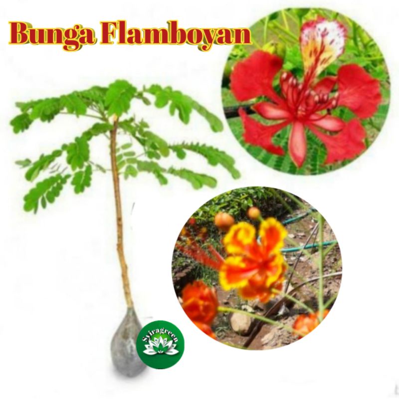 Bibit bunga Flamboyan