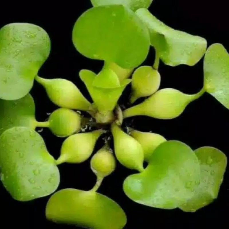 Tanaman air eceng gondok - eceng gondok - tanaman air
