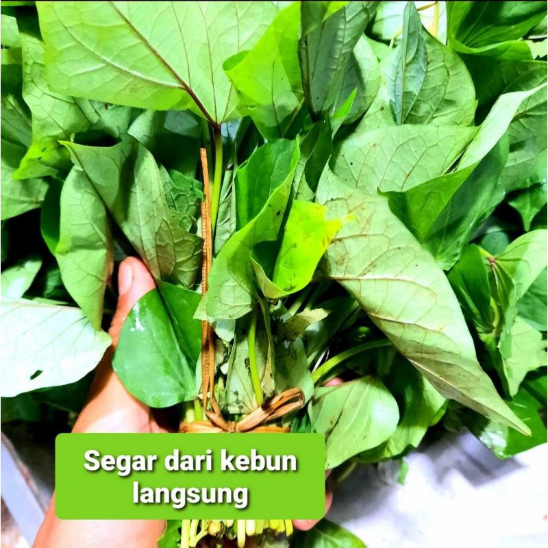 

Daun Ubi Jalar 1 Ikat