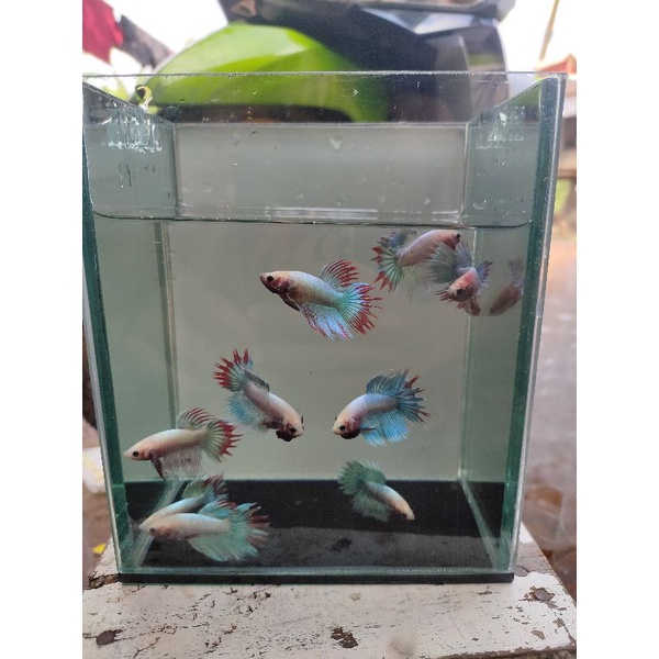 ikan cupang serit/crowntail maskot grizzle hijau