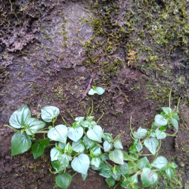 

Daun sirih cina segar