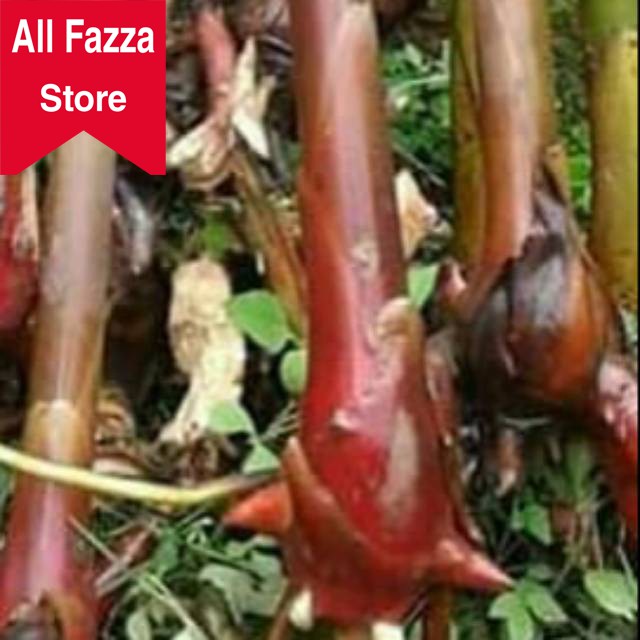 bibit kecombrang segar