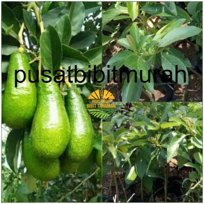 Bibit alpukat pluwang - alpukat greenstar