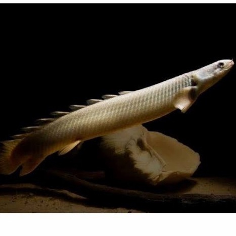 Palmas Senegalus / Palmas Senegalus