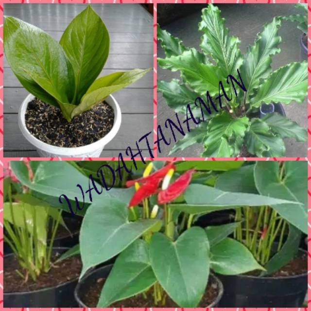 Promo Paket 3 Jenis Tanaman Hias Anthurium Cobra Jemani Mikymous Gelombang Cinta Shopee Indonesia