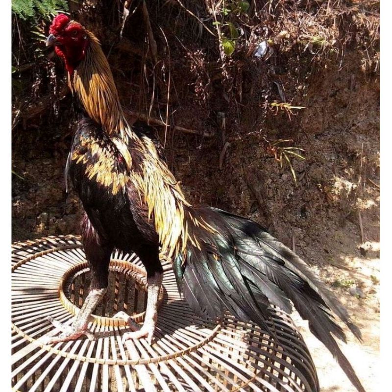 telur fertil ayam pakhoy